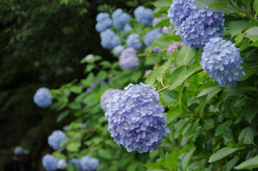 紫陽花