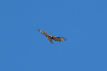 common buzzard in flight