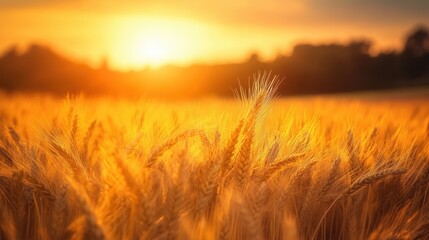 Obraz premium Golden Wheat Field at Sunset with Warm Sunlight Illuminating the Grain in a Beautiful Agricultural Landscape