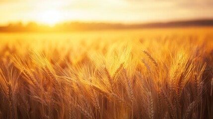 Obraz premium Golden Wheat Field at Sunset with Gentle Waves Under Soft Sky Light in Late Summer Landscape