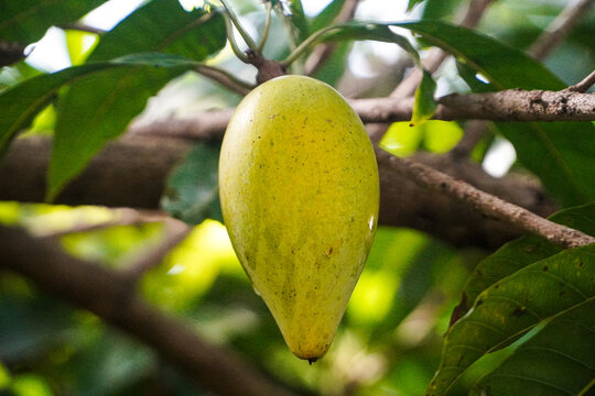 Close-up of a single, ripe, yellow lucuma fruit hanging on a tree branch. The fruit is vibrant and appears juicy. A Single Ripe Yellow Lucuma Fruit Hanging from a Branch