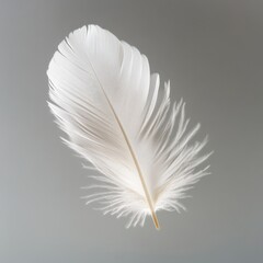 Obraz premium White Feather on Gray Background