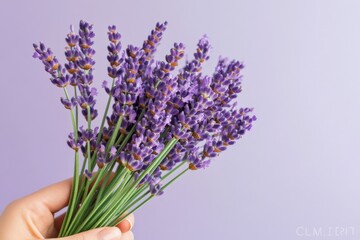 Fototapeta premium hand holding a bunch of lavender flowers on lilac background.