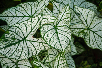 Close-up of Caladium leaves showcasing their striking green and white veins. A vibrant display of natural artistry. Stunning Caladium Leaves: A Close-Up of Nature's Intricate Design © Pernandi Imanuddin
