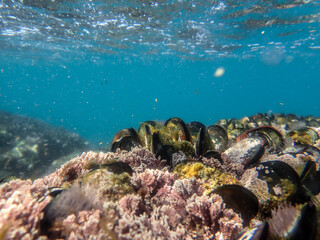 mussels, mollusk, animal, underwater, mediterranean sea, seafood, clams, group, ocean, food,...