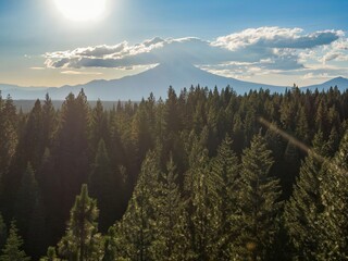 Dense forest canopy at sunset, with a majestic Mt Shasta mountain range in the background. Golden light filters through the trees.  Mccloud, California, USA