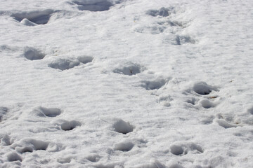 footprints in snow