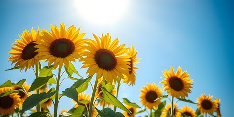 Obraz premium Vibrant Yellow Sunflowers Soaking in the Sunshine A Radiant Summer Painting