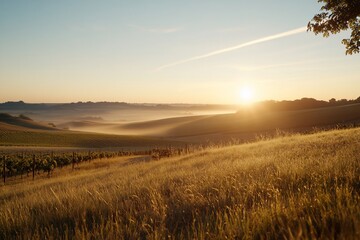 Fototapeta premium Sunrise over misty vineyard valley.