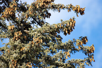 pine tree branches and cones against blue sky