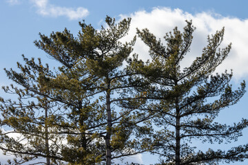 pine tree branches against blue sky