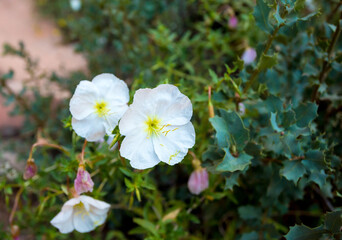 Pale Evening Primrose blooms at Zion National Park, Utah
