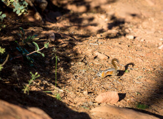 A Uinta chipmunk foraging in Zion National Park, Utah
