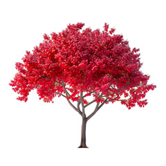 Vibrant Red Tree Autumn Colors Nature Beauty