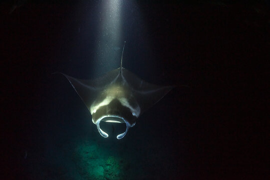 Manta Ray swimming under spotlight during night dive in ocean