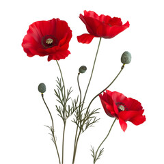 Obraz premium Vivid Red Poppies Against Black Background Elegant Floral Display