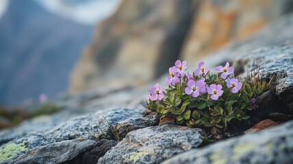 高山植物が咲く岩場 &ndash; 過酷な環境に息づく生命の輝き