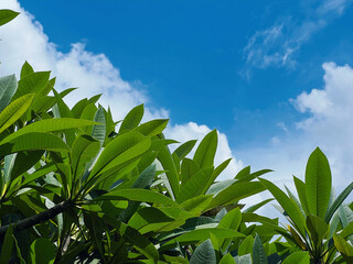 Tropical Foliage and Clear Sky