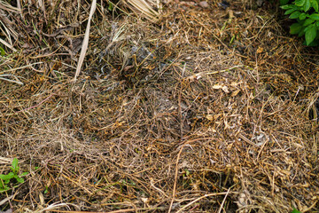 A detailed close-up image showing a pile of dry, brown grass and leaves, typical of organic compost or mulch in a garden setting. Close-up of Dry Brown Grass and Leaves, Organic Compost Material