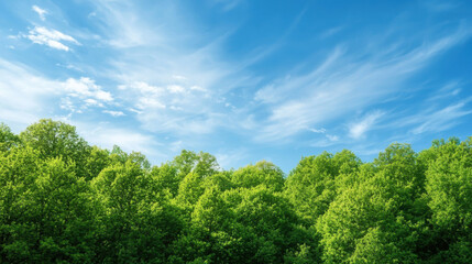 Lush green forest under bright blue sky with wispy white clouds © Teeradej
