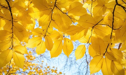 Golden autumn leaves against a bright sky
