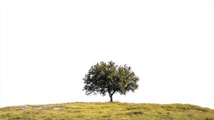 Fototapeta premium Solitary Tree on Hill: Minimalist Nature Scene with Copy Space