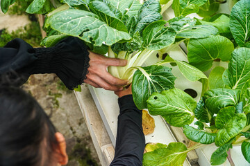 Close-up view of hands harvesting fresh bok choy from a hydroponic system. The vibrant green leaves are shown in detail. Harvesting Bok Choy in a Hydroponic System: A Close-Up View of Fresh Greens