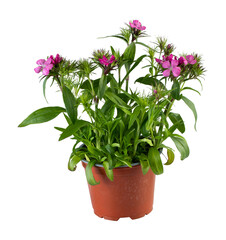 pink flower tree cut out isolated transparent background