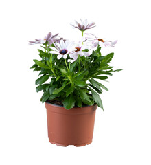 white flowers in pots cut out isolated transparent background