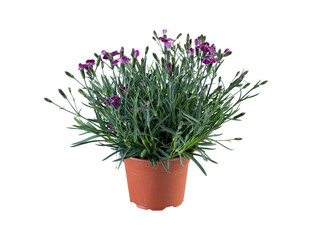 Purple flowers with slender leaves in a pot cut out isolated transparent background
