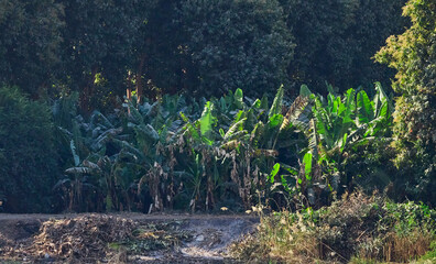 green grass in the forest