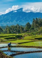 Rice paddy farming, terraced field, mountain backdrop, village scene