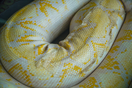 Detailed close-up showcasing the intricate pattern and texture of an albino Burmese python's scales. The vibrant yellow and white hues contrast. Close-up of Albino Burmese Python's Scales
