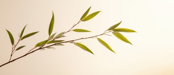 Naklejka premium minimalist Bamboo Branch on Beige Background
