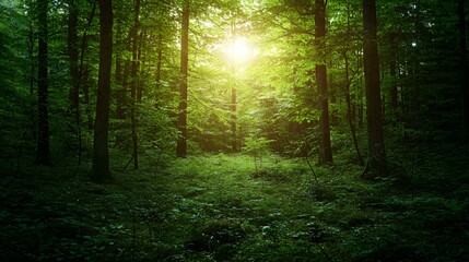 Naklejka premium Sunlit Green Forest With Lush Foliage And Deep Shadows