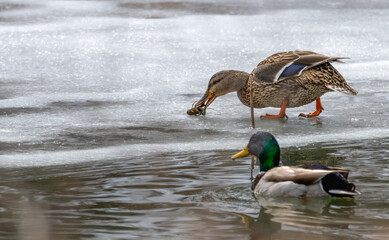 Female mallard duck standing on the ice of a lake eating a crustacean as a male mallard duck looks on.