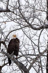Bald eagle (Haliaeetus leucocephalus) perched in cottonwood tree; Grand Teton NP; Wyoming