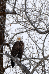 Bald eagle (Haliaeetus leucocephalus) perched in cottonwood tree; Grand Teton NP; Wyoming