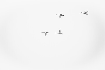 Trumpeter swans (Cygnus buccinator) in flight; Grand Teton NP; Wyoming