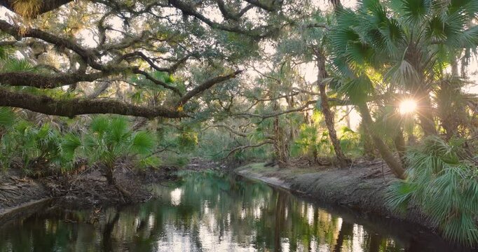 Florida jungles nature. Tropical wetlands with dense green rainforest at sunset