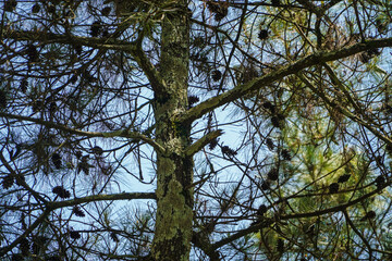 Detailed close-up showcasing a lush pine tree canopy densely packed with numerous pine cones. Bright sunlight filters through. Pine Tree Canopy with Abundant Pine Cones under a Bright Sunny Sky