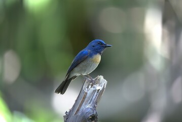 blue flycatcher bird in nature blur background