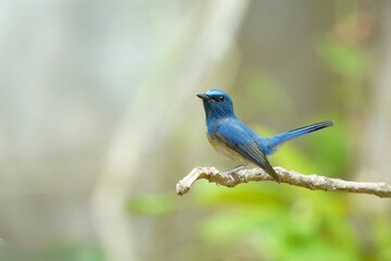 blue flycatcher bird up tail on branch