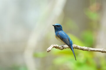 blue flycatcher perch on branch