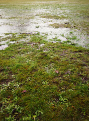 flooded field