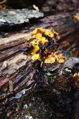 false turkey-tail or golden curtain crust (Stereum ostrea)