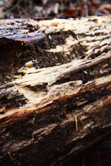 damp rotting wood