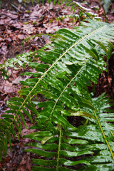 rain soaked ferns
