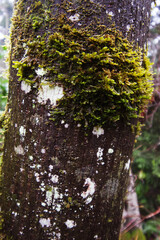 Mossy tree trunk