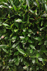 Cherry Laurel leaves (Prunus laurocerasus)